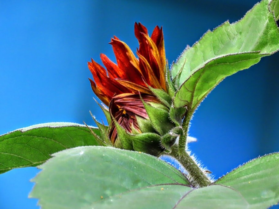 Гелиантус сенсейшен