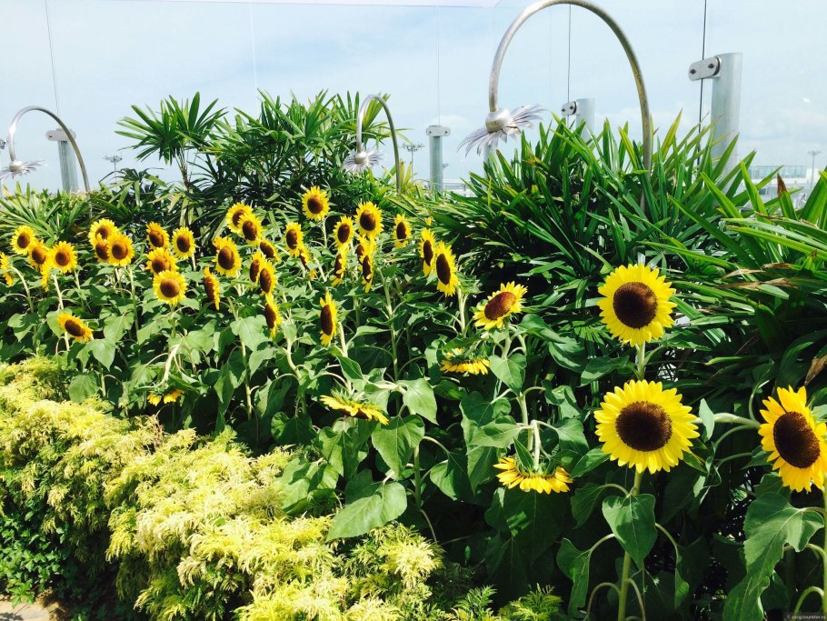Международный аэропорт Чанги сад подсолнухов