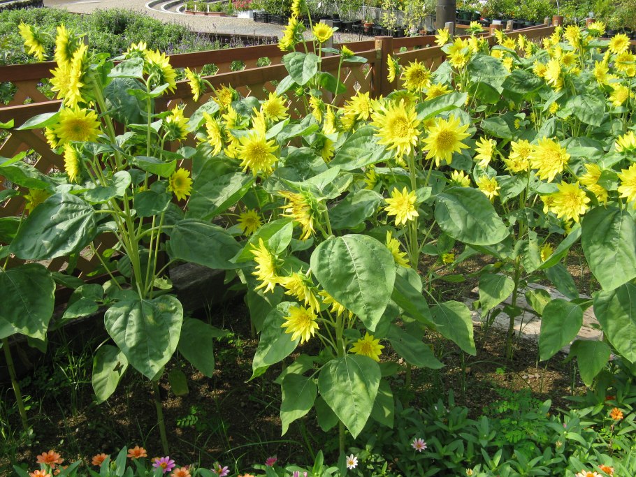 Семена Гавриш подсолнечник Глориоза Ивнинг 0,5 г