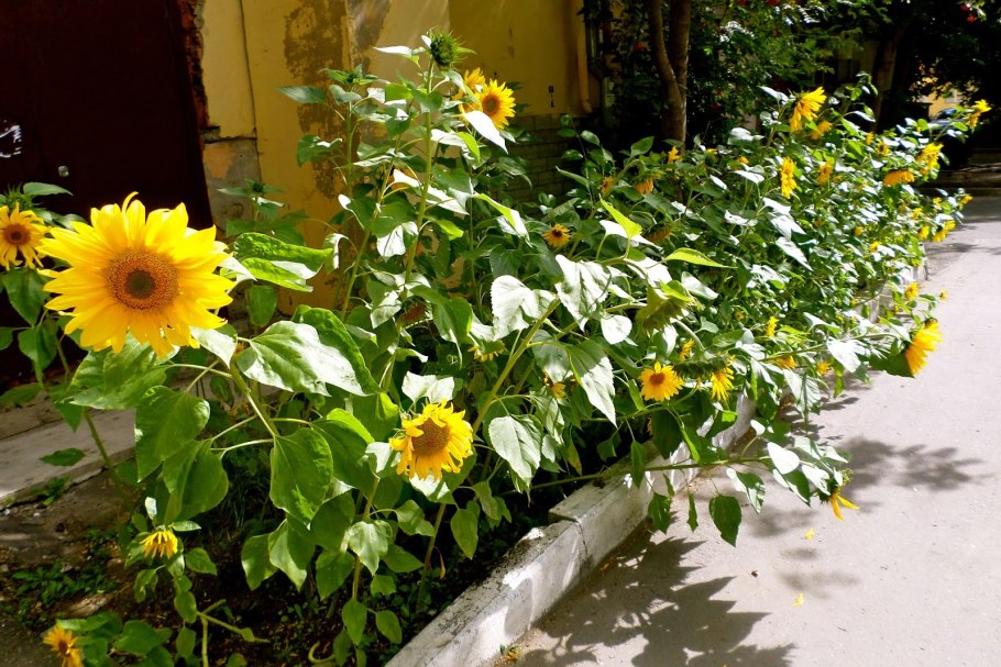 Подсолнух Пачино