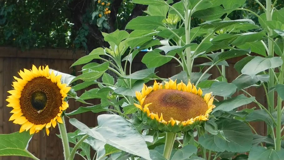 Декоративный подсолнечника бронзовый Король на клумбе