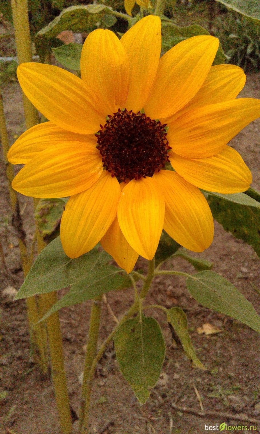 Подсолнечник Санспот