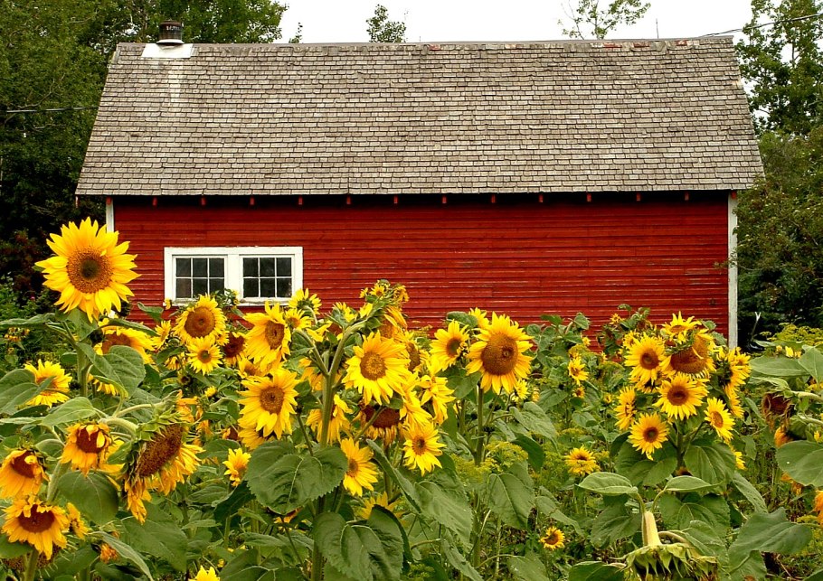 Подсолнух сорт Солнечный великан