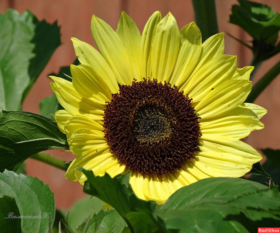 Подсолнух жёлтый Пигмей декоративный