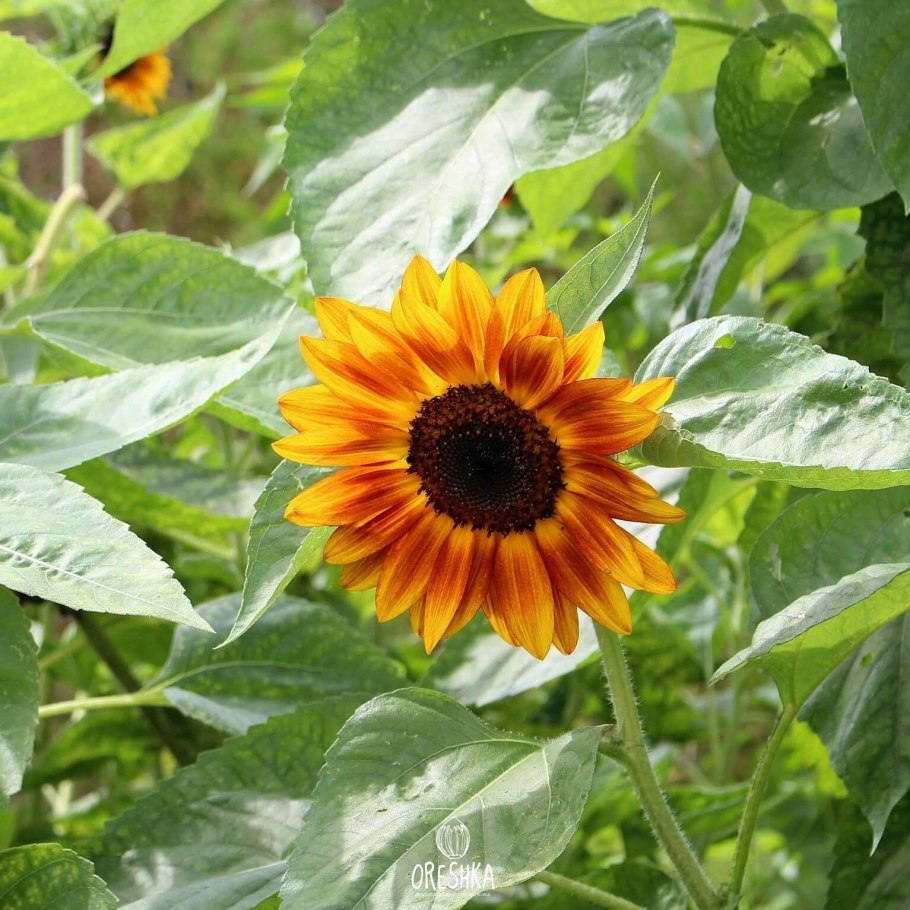 Подсолнечник крупноплодный Покровский