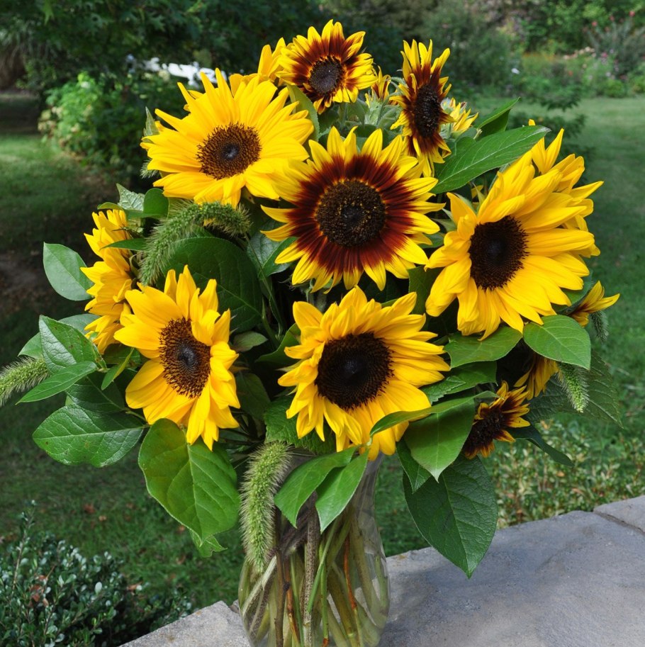 Подсолнечник ринг оф Файер