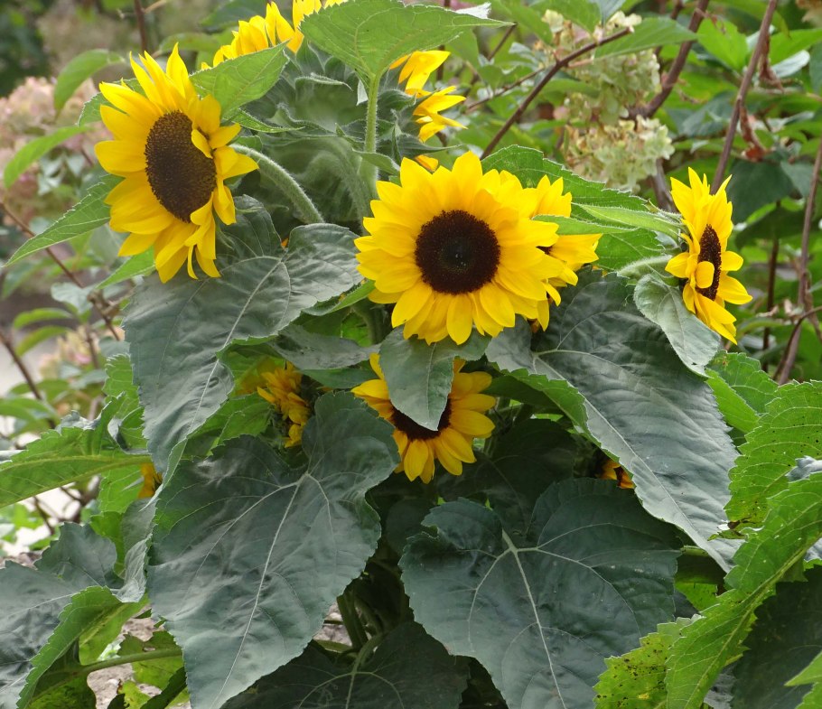 Подсолнух сорт Pacino