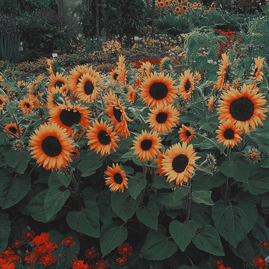 Подсолнечник Мэджик f1, декоративный