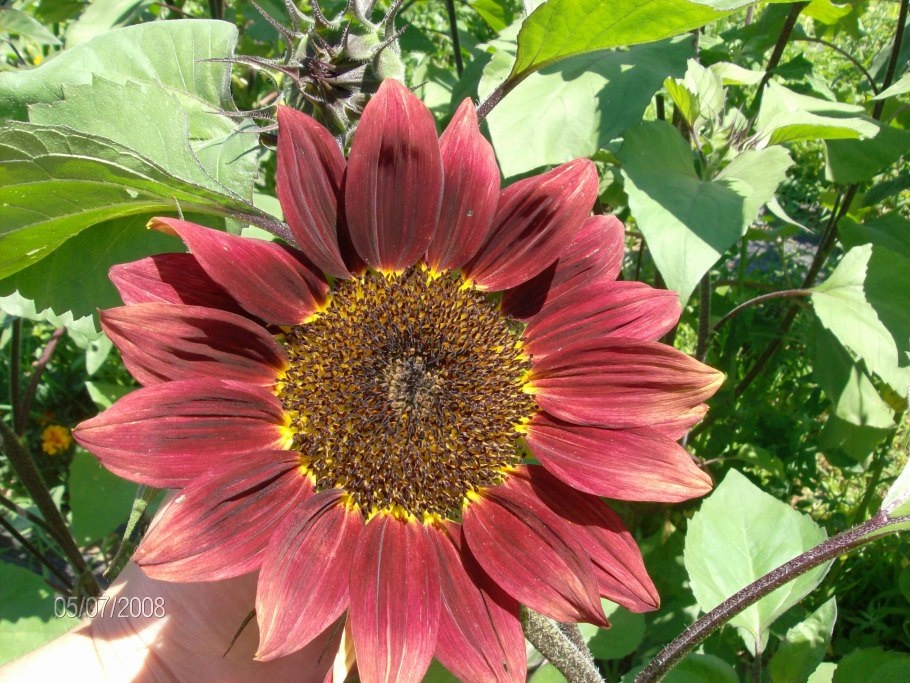 Подсолнечник Мулен Руж