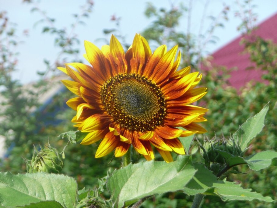 Севилья Подсолнухи