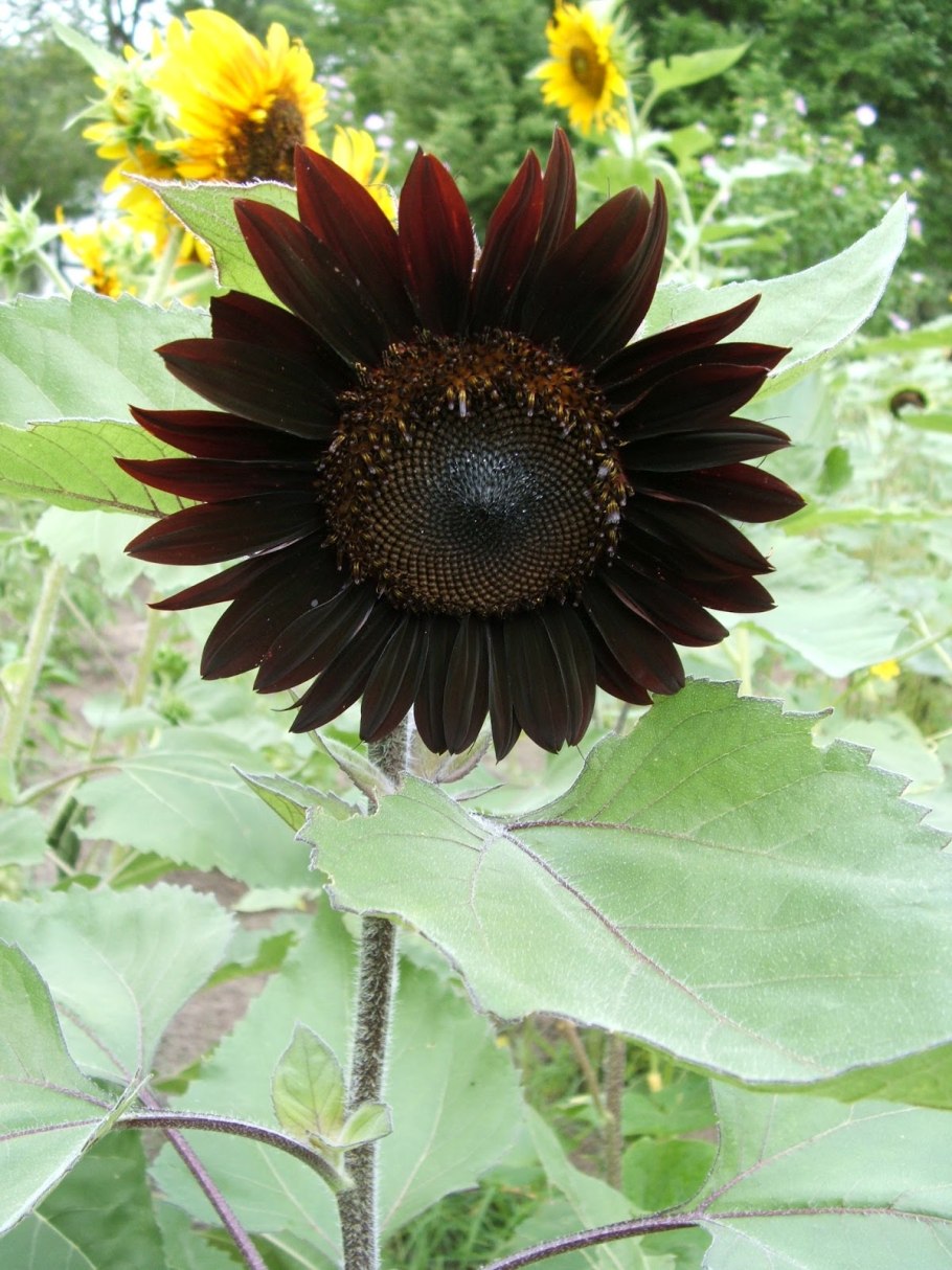 Гелиантус аннуус