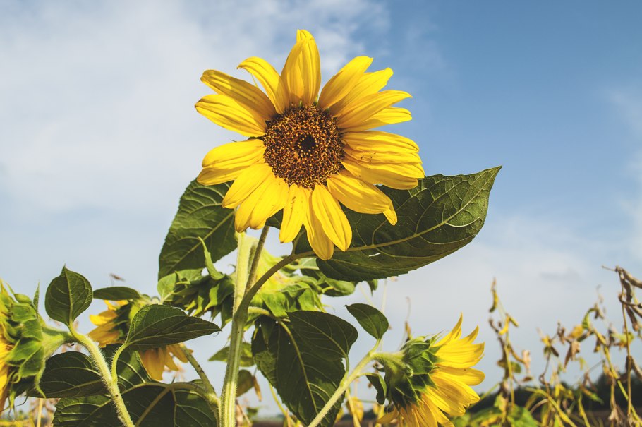 Подсолнечник - Helianthus annuus