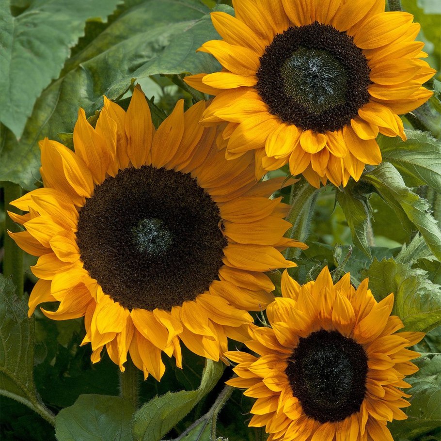 Гелиантус Санрич оранж