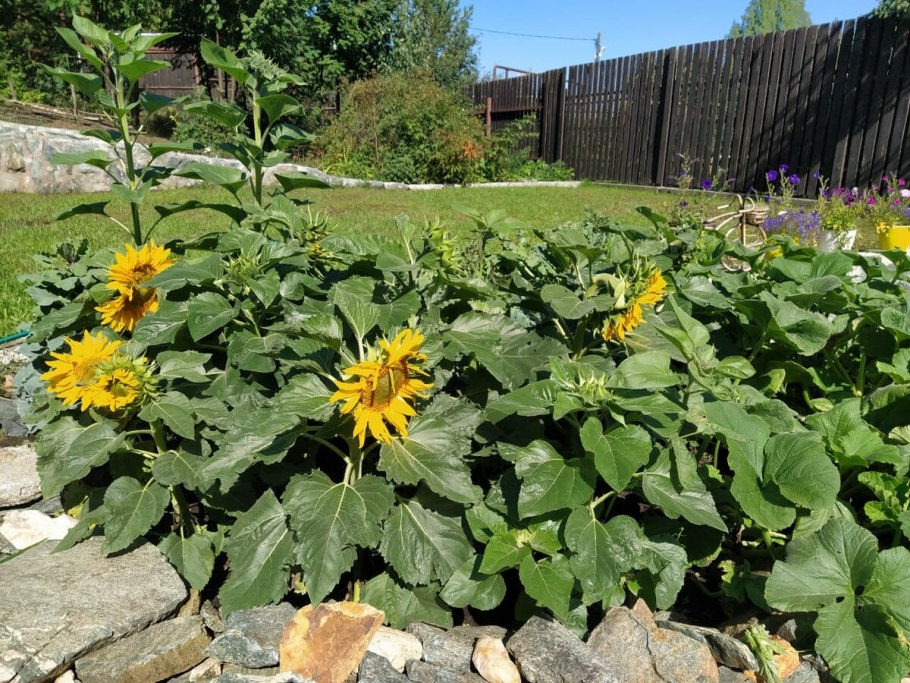 Подсолнечник Солнечный зайчик