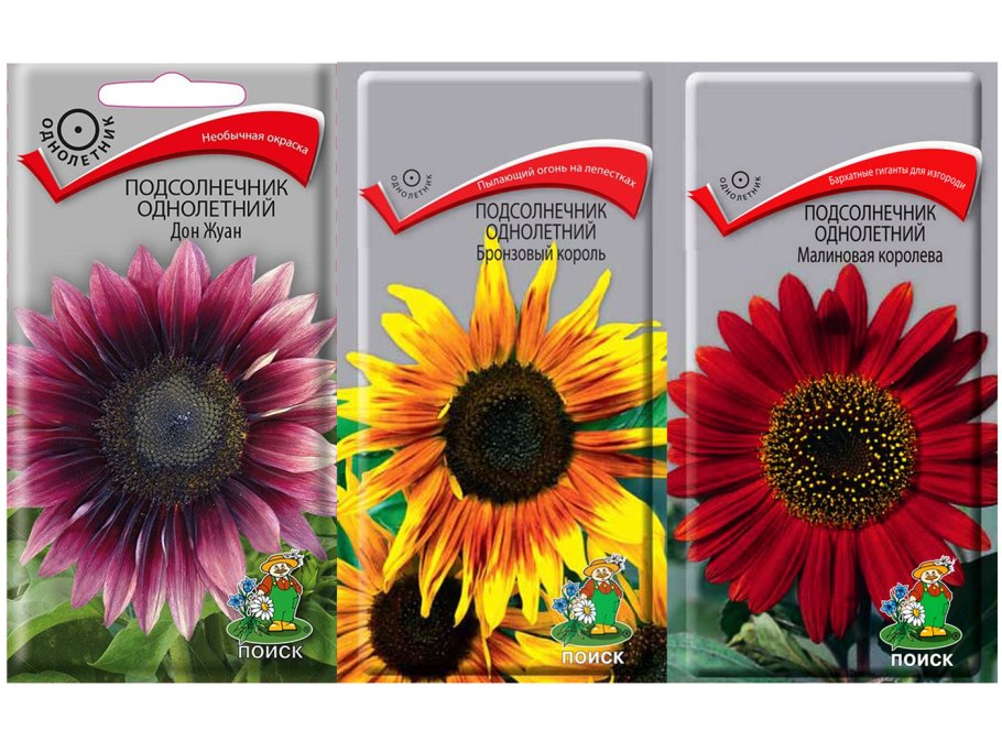 Подсолнечник однолетний малиновая Королева