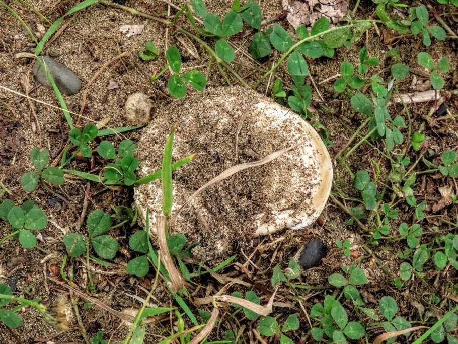 Грузди гриб