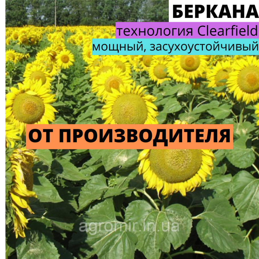 Подсолнухи много