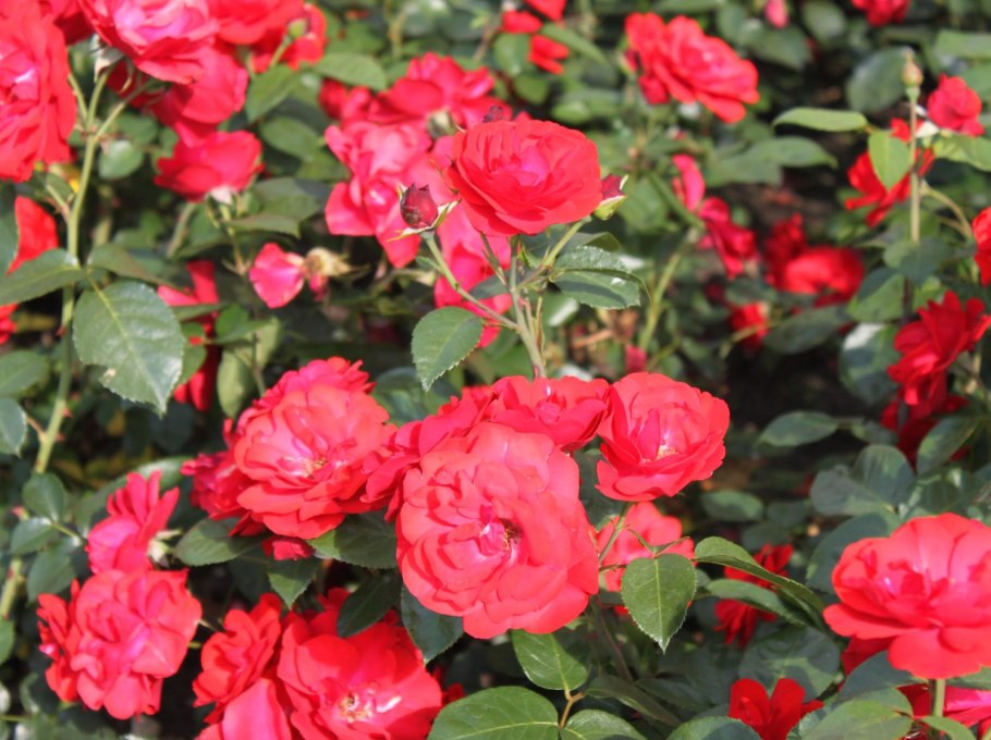 Роза спрей Кордула