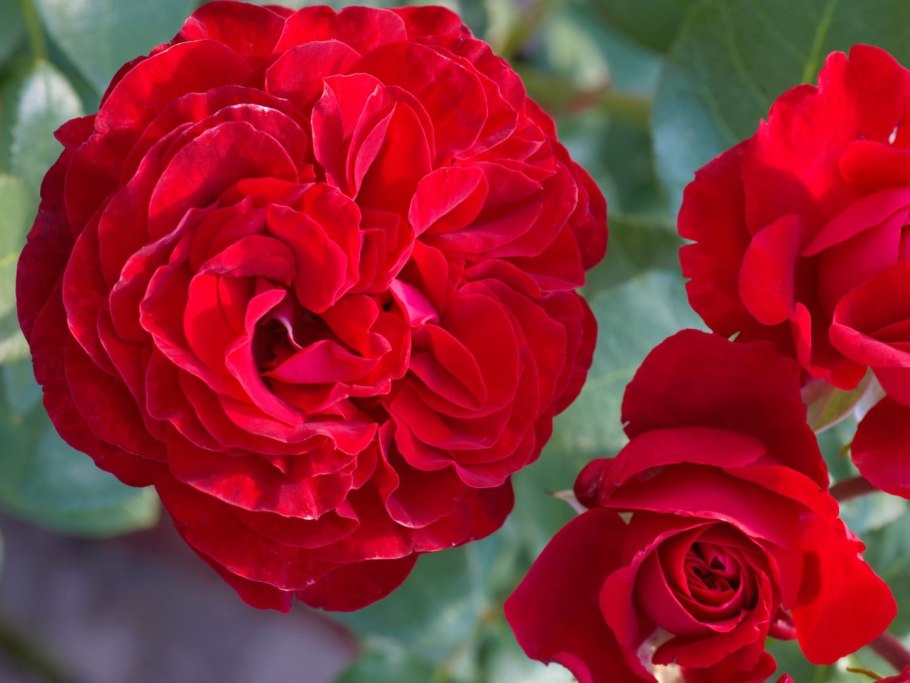 Роза флорибунда Торнадо