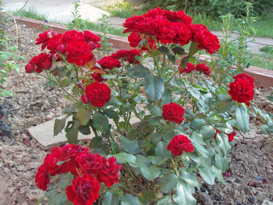 Роза флорибунда Кордула