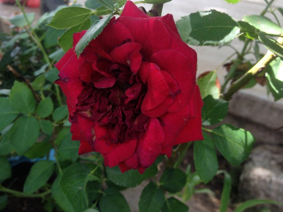 Роза ред Ривер флорибунда