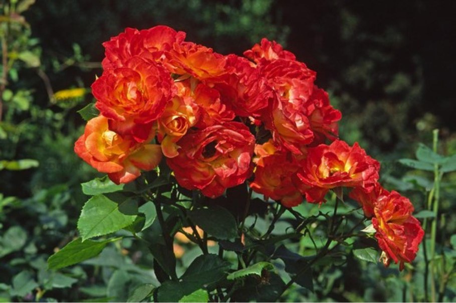 Роза Плантен оф Блюмен