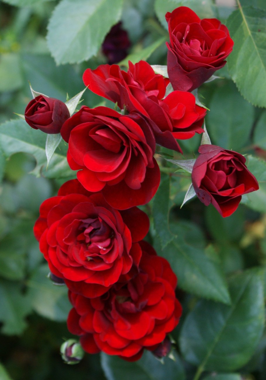 Роза флорибунда красная