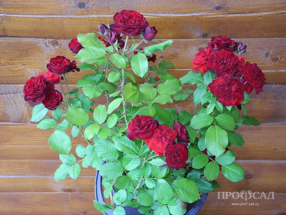 Роза флорибунда Lavaglut