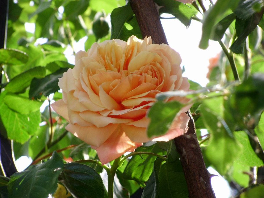 Роза флорибунда Торнадо