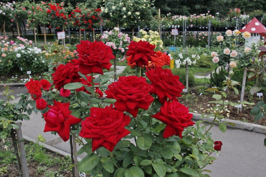 Роза Lubecker Rotspon Тантау