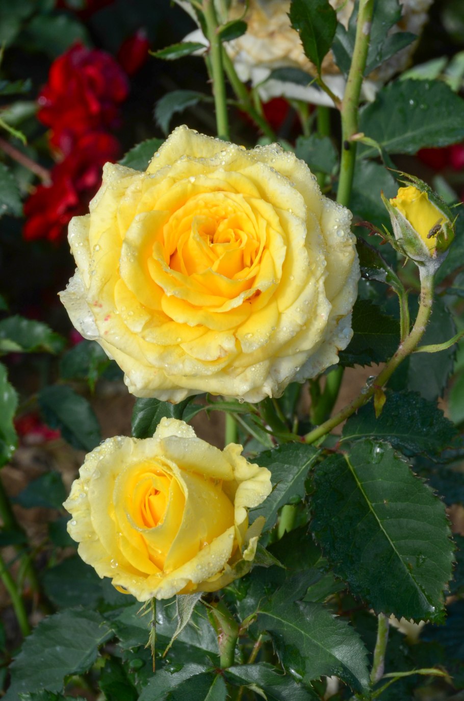 Роза Остин Алабастер