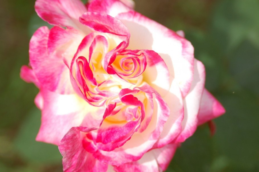 Роза Американ хоум