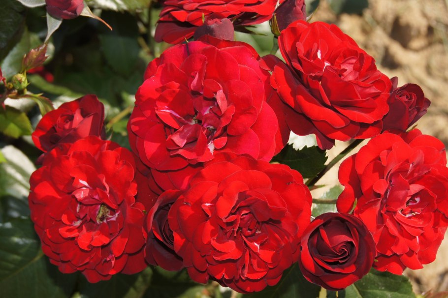 Роза флорибунда lavaglut