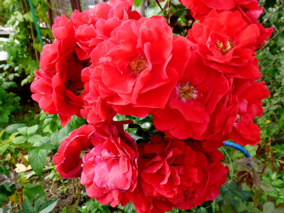 Роза флорибунда лавриред