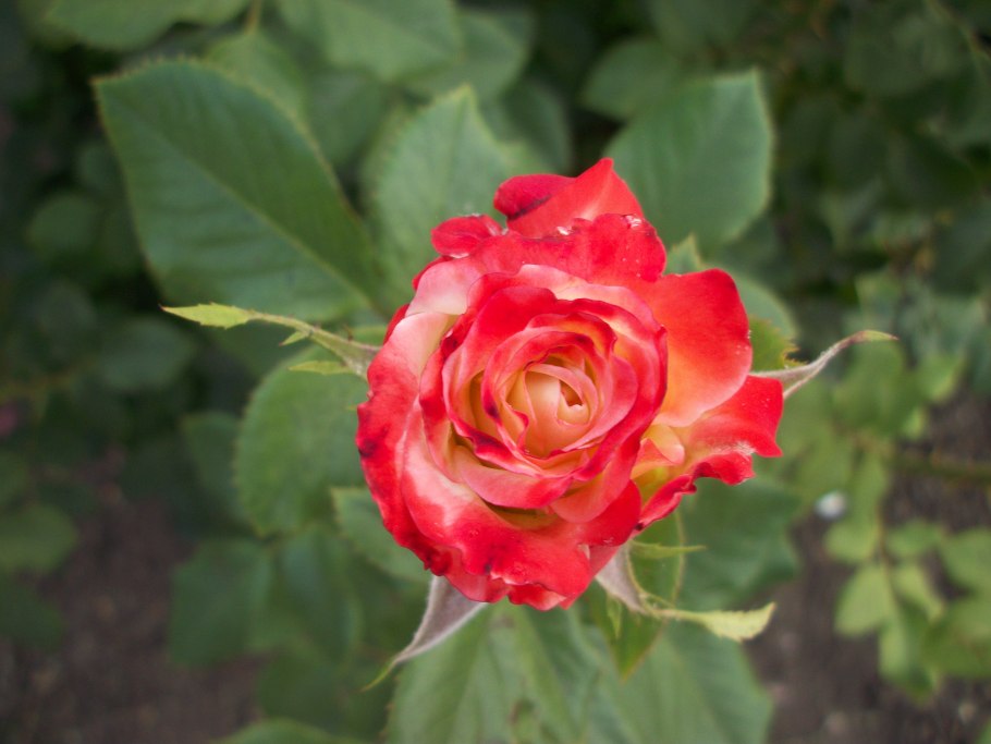 Роза Lavaglut флорибунда красный