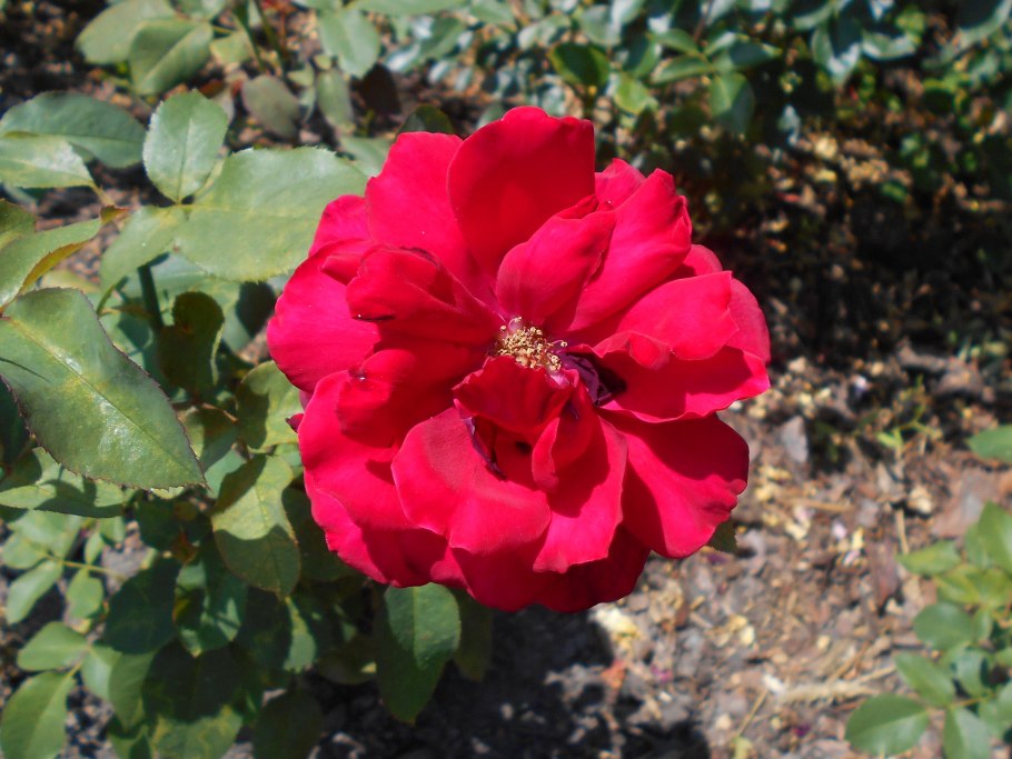 Роза флорибунда "Rotilia"