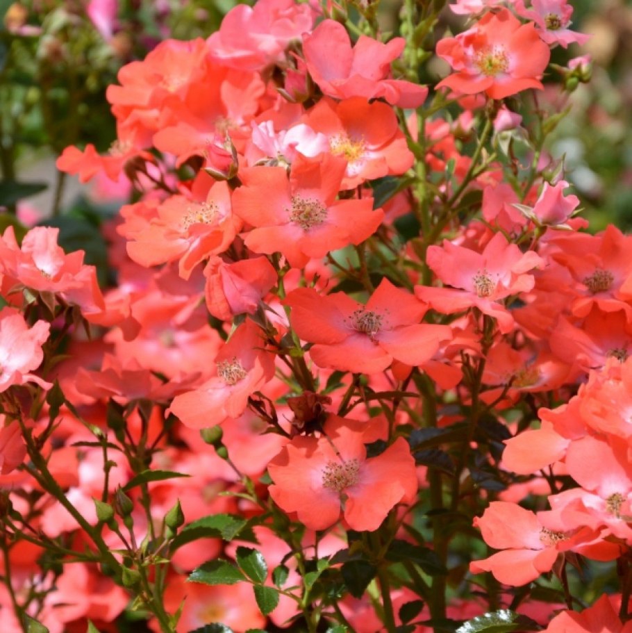 Роза флорибунда Таманго