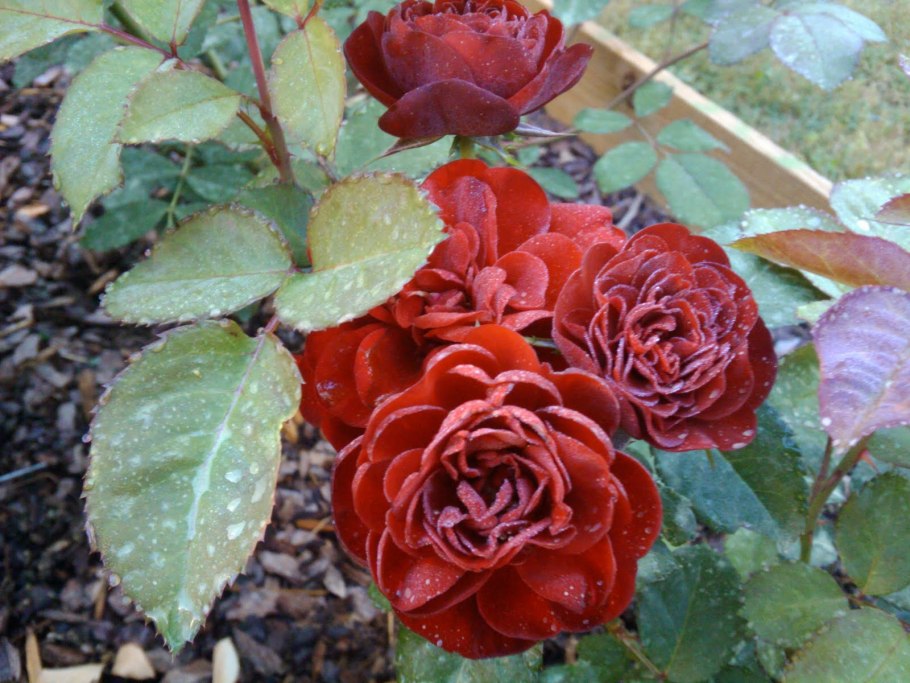 Роза Плантен ун Блюмен