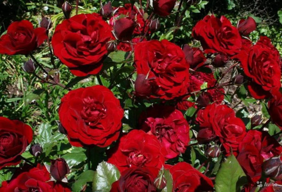 Роза флорибунда лаваглут