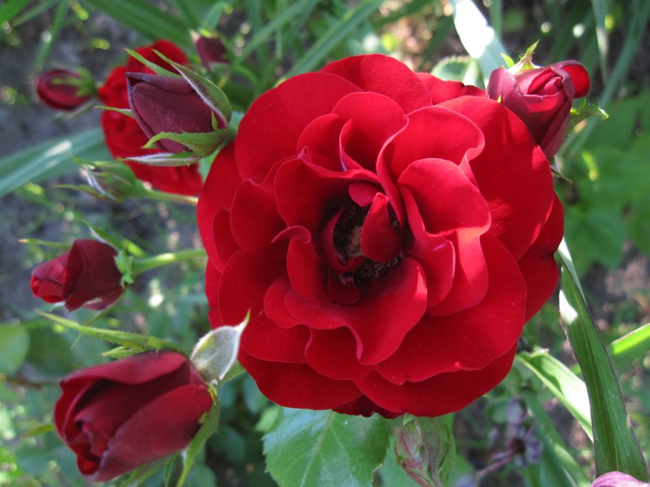 Роза флорибунда Моника