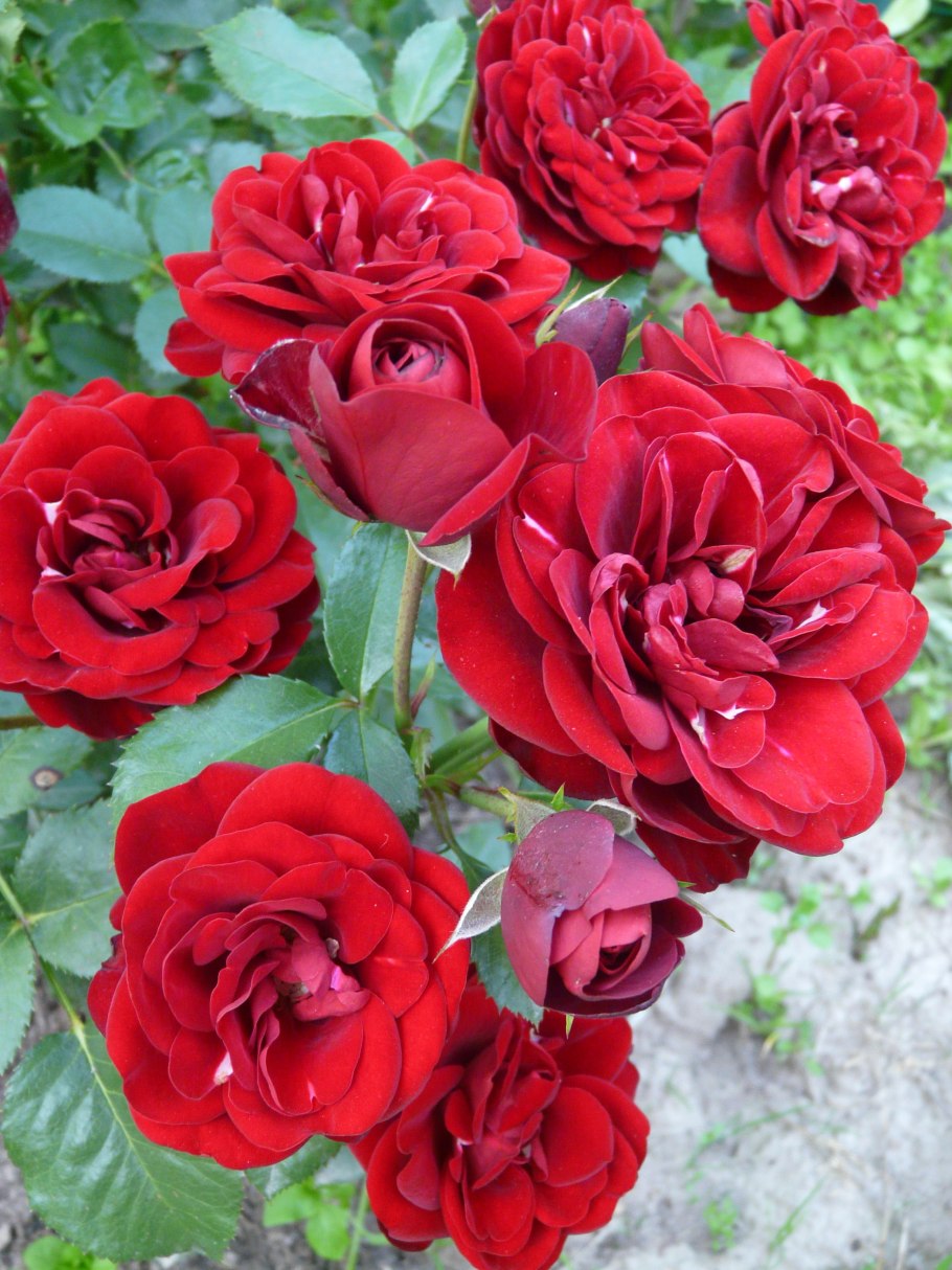 Роза Стерлинг сенсейшен