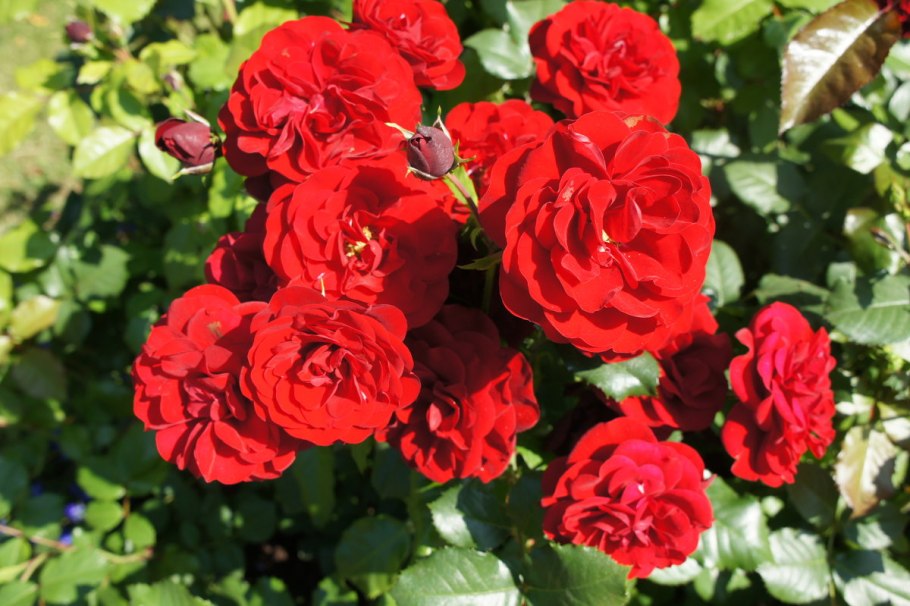 Роза флорибунда Торнадо