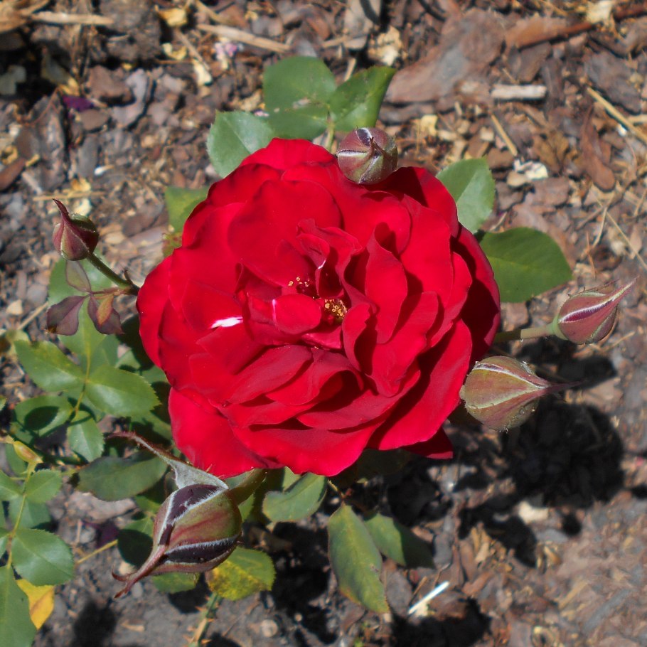 Роза плетистая флорибунда