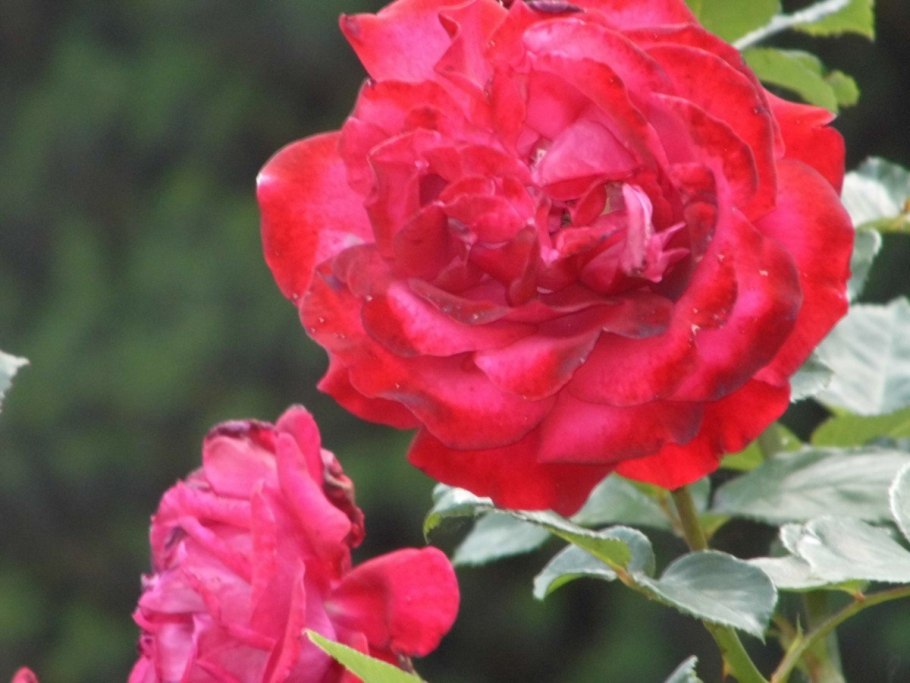 Роза флорибунда Торнадо