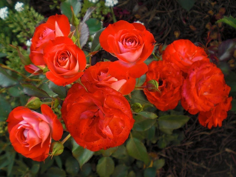 Розы флорибунды Марии Харченко