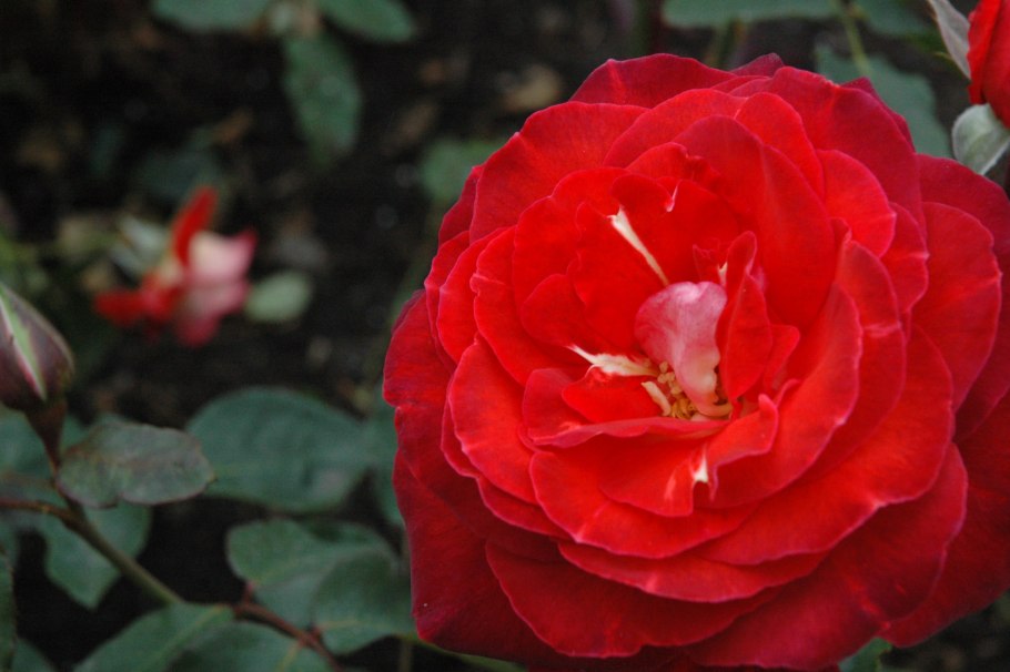 Роза Баллада флорибунда