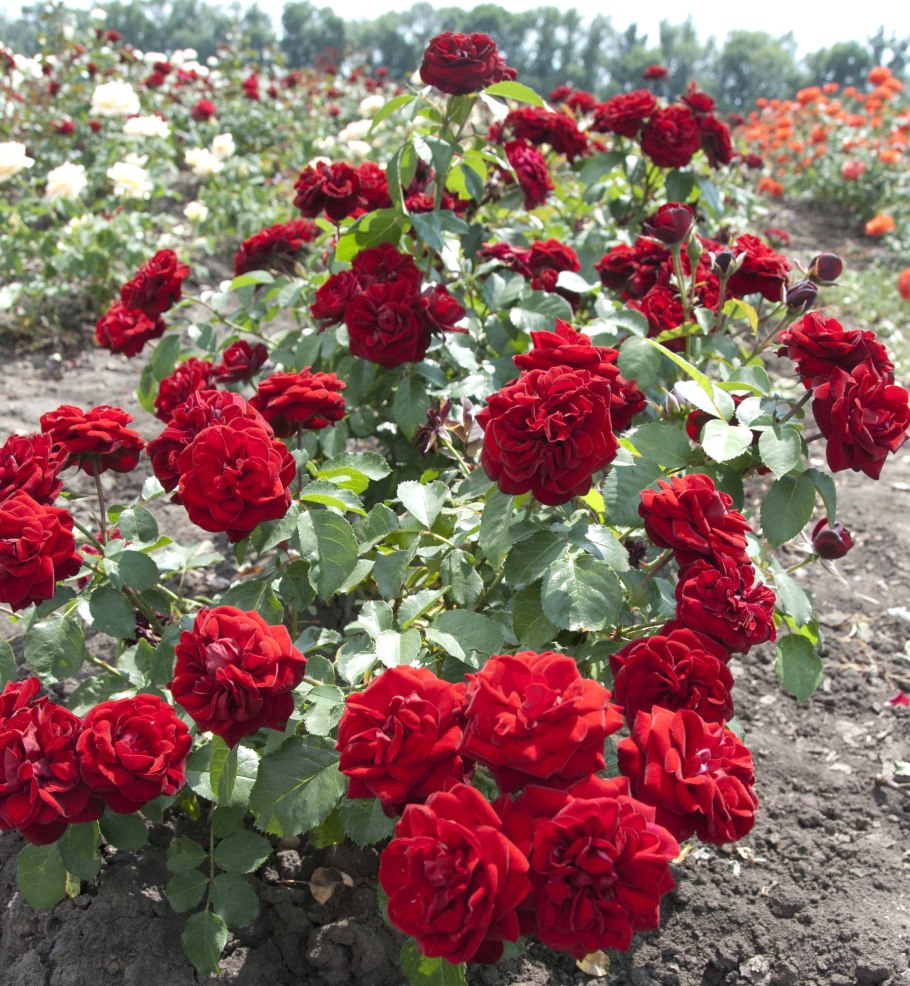 Ливерпуль Эхо (флорибунда)