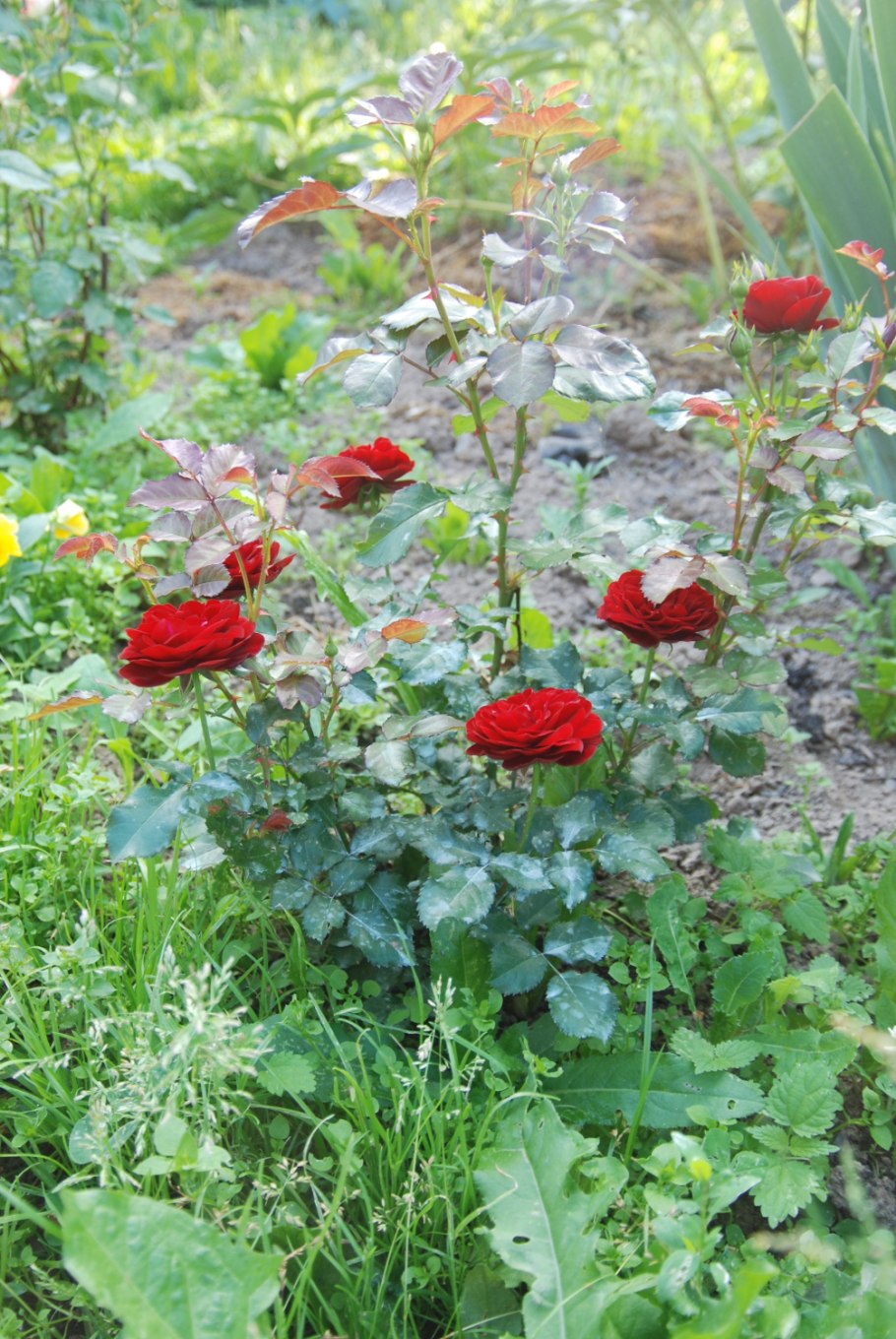 Роза чайно-гибридная Ингрид Бергман