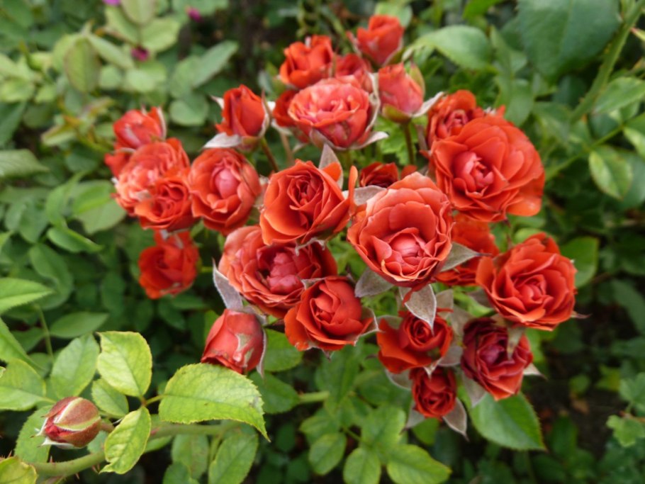 Роза флорибунда Таманго (Tamango)