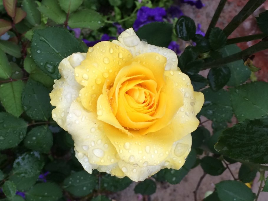 Роза Диана де Пуатье